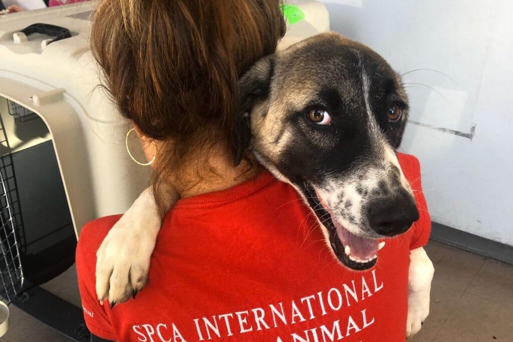 Donate to support the SPCA Foundation! 🐾 - PetsDreamy