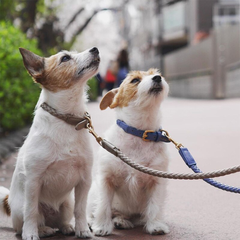 Luxury Leather Adjustable dog Necklace - PetsDreamy